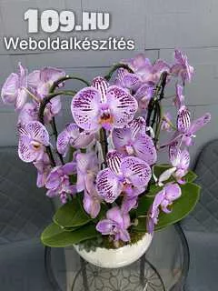 Orchideás Összeültetés kaspóban
