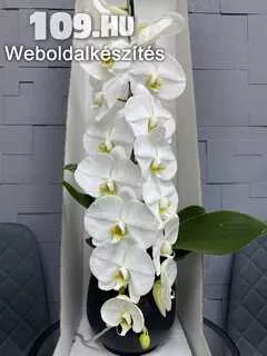 Orchidea különlegesség